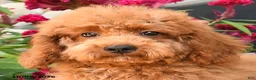Cockapoo dogs for sale: Otis - Ad 5