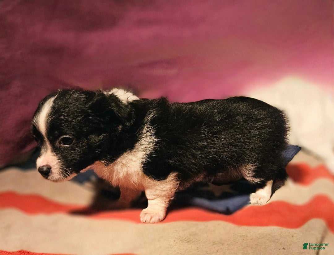 Chihuahua dogs for sale: Freddie - Ad 9