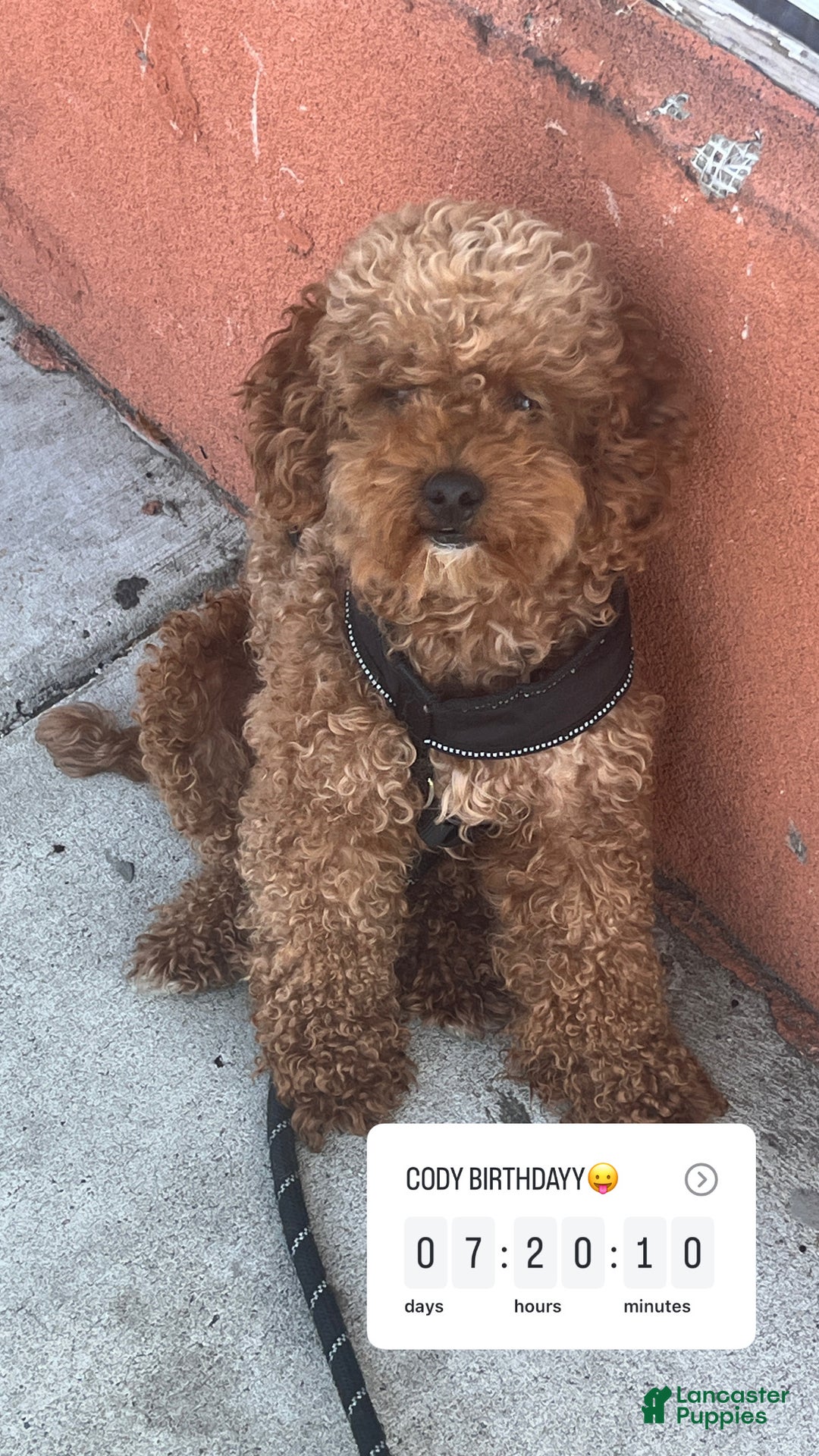 Mini Goldendoodle dogs for sale: Mini Goldendoodle Puppy 1 - Ad 6