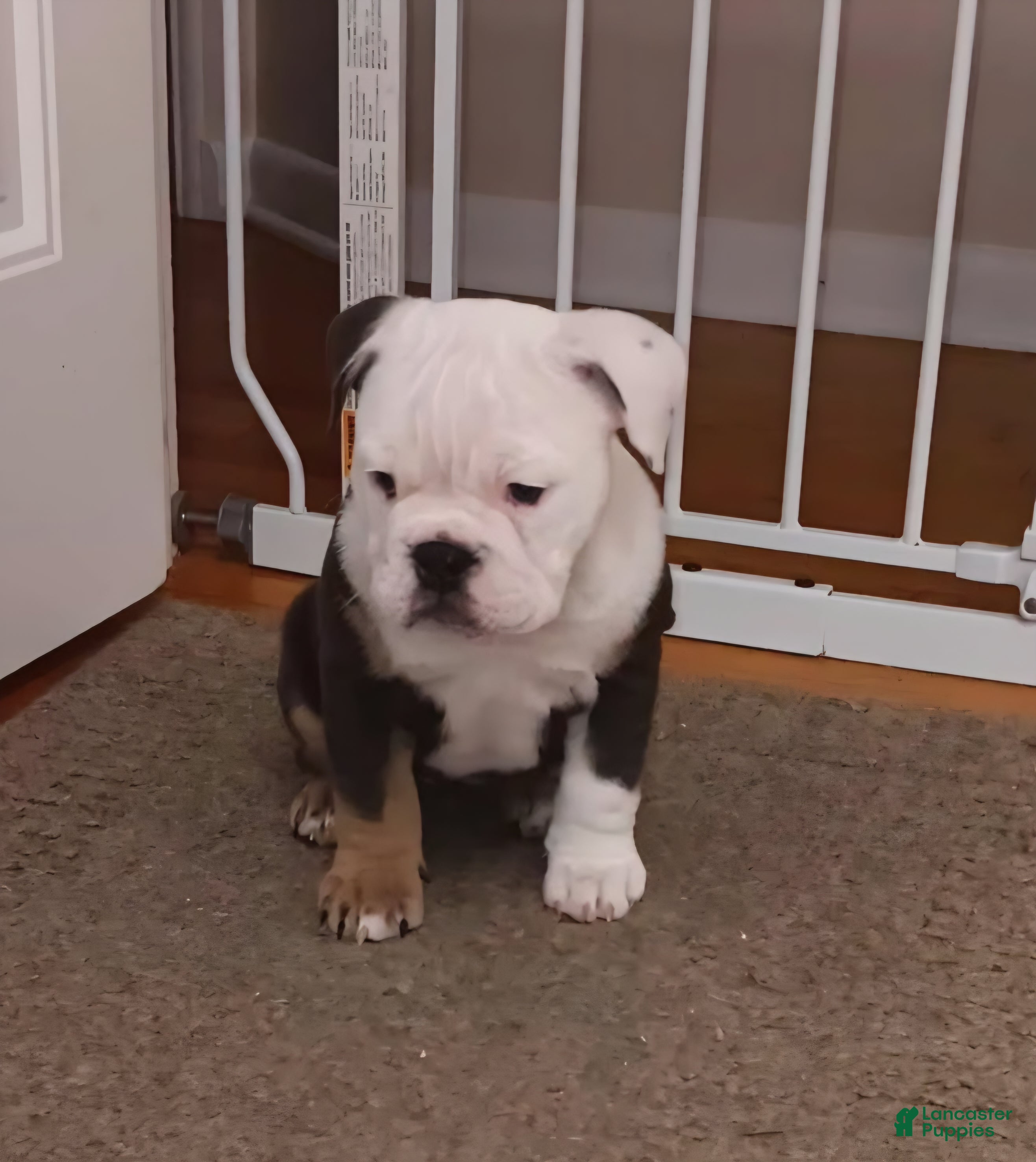 English Bulldog dogs Liberty - Ad 1