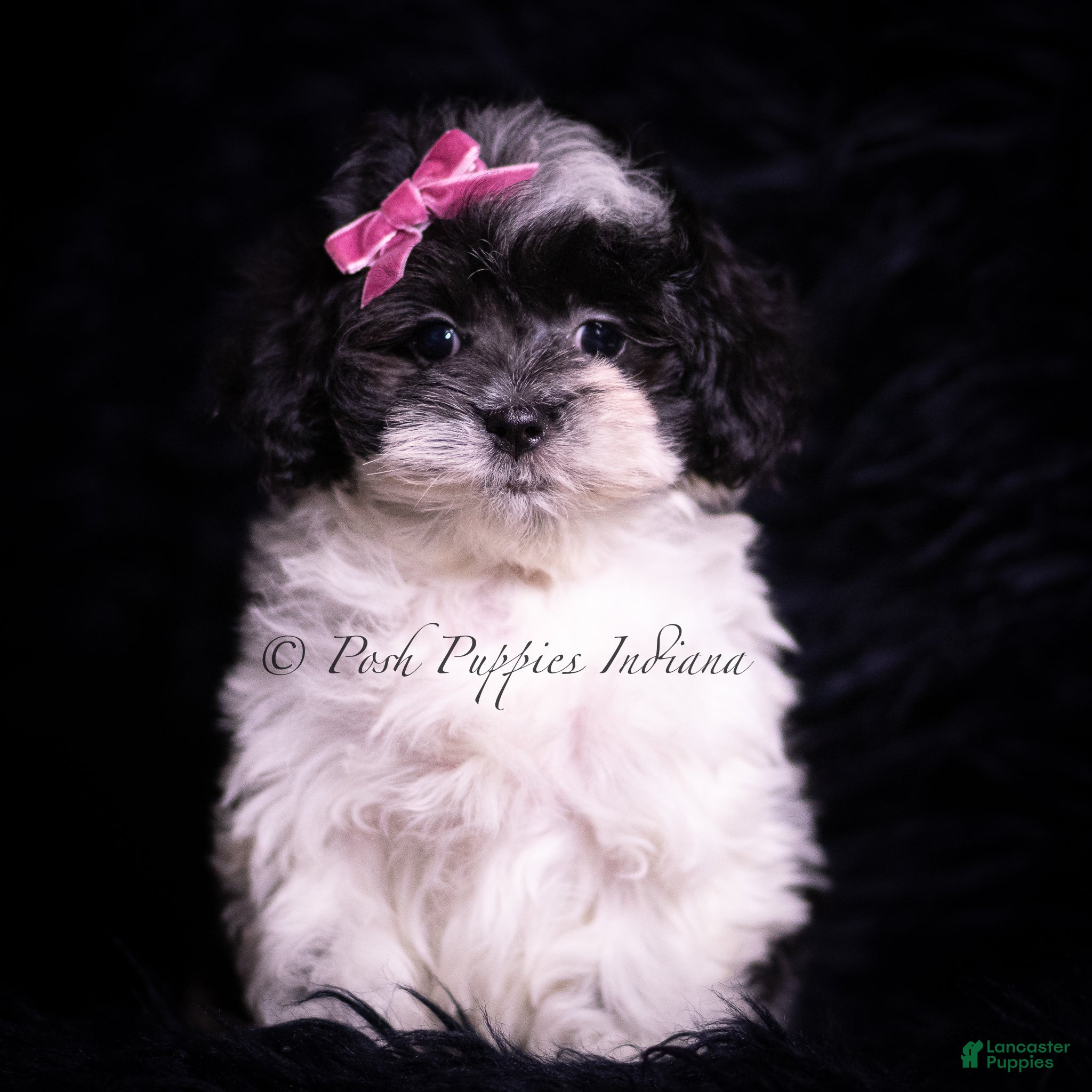 Maltipoo dogs Lena F1 - Ad 25