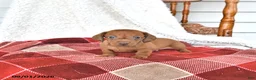 Miniature Dachshund dogs for sale: Liam - Ad 5