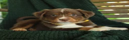 Miniature Australian Shepherd dogs for sale: Aspen - Ad 3