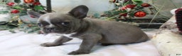 Frenchton dogs for sale: Bella  - Ad 6