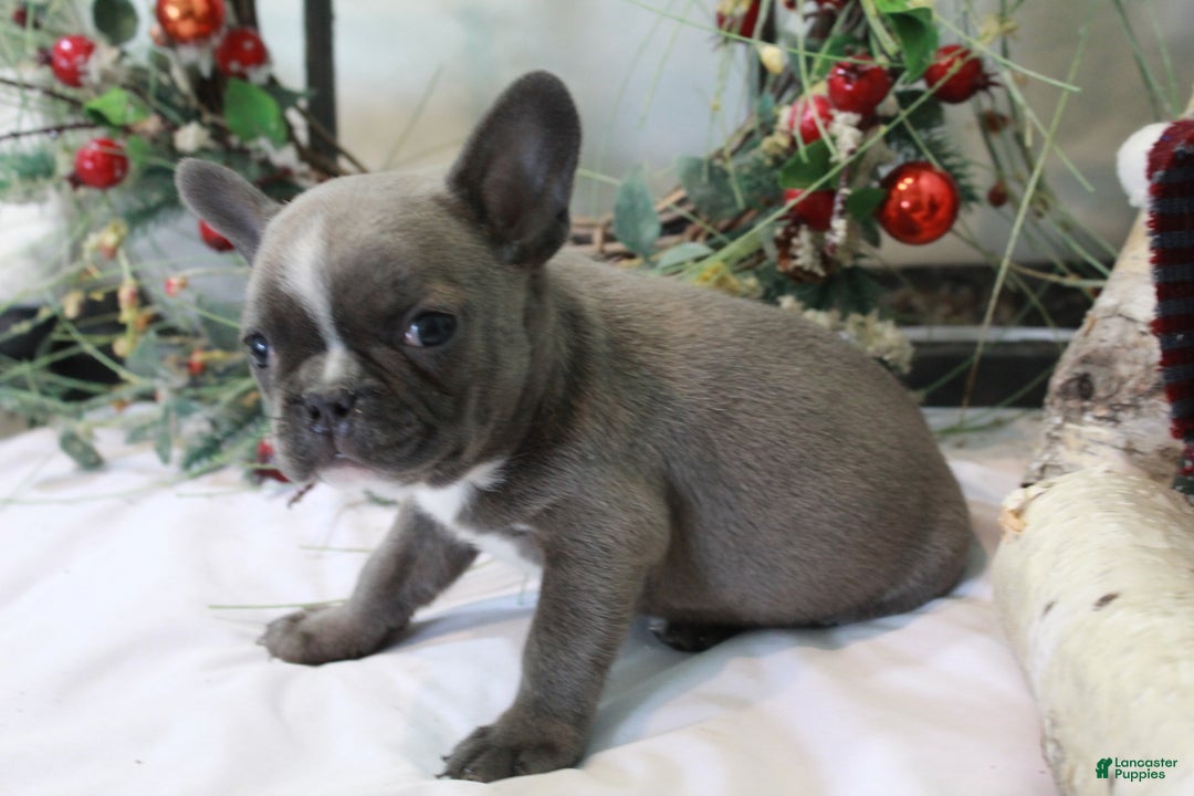 Frenchton dogs for sale: Bella  - Ad 6