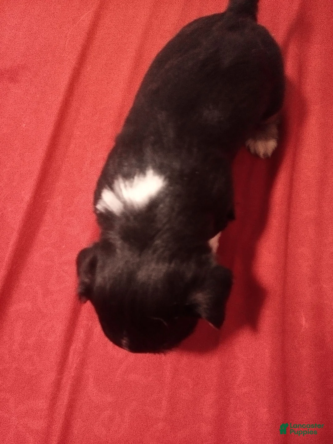 Mixed Breed dogs for sale: Mixed Breed 2 - Ad 2
