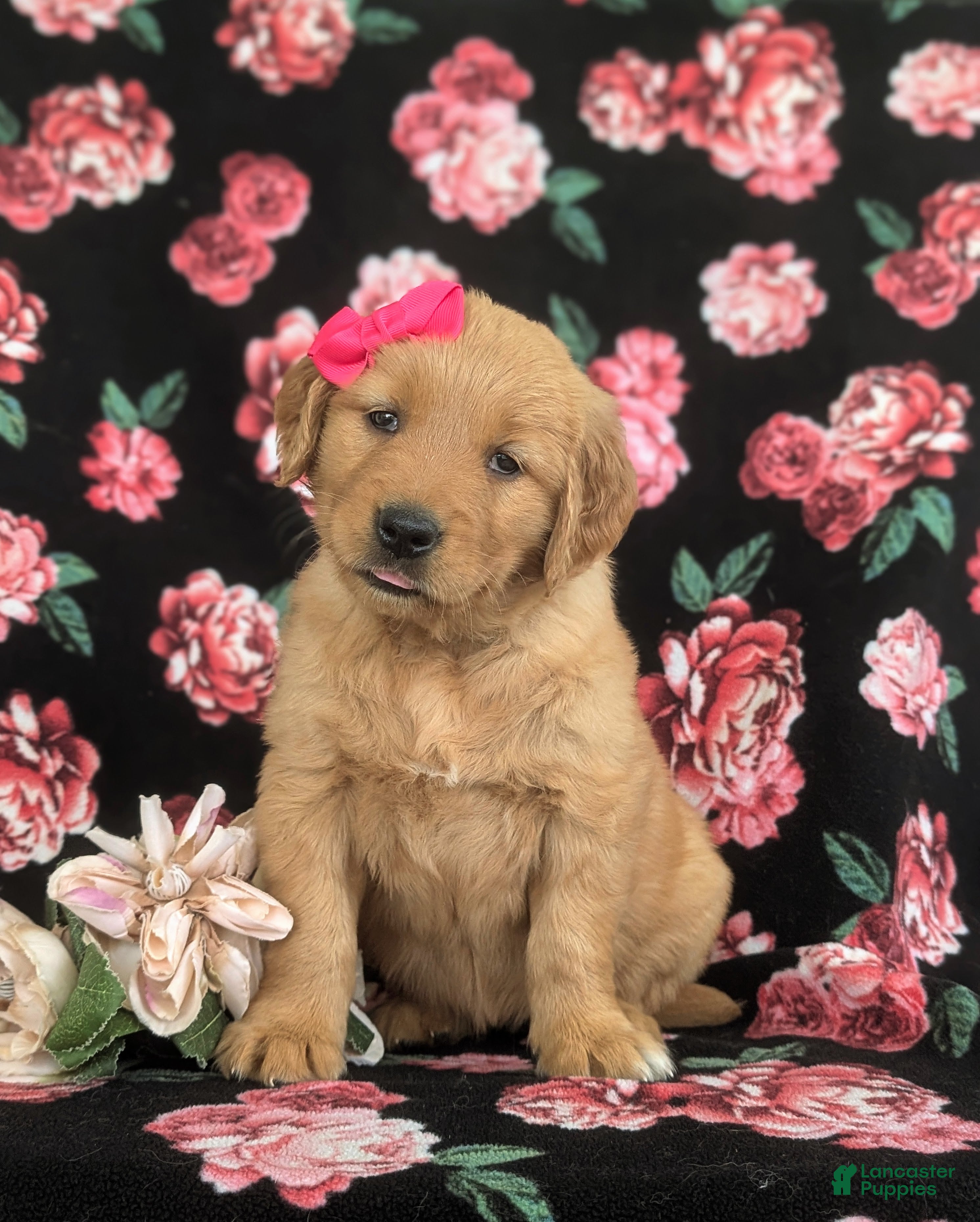 Golden Retriever dogs Maggie - Ad 2