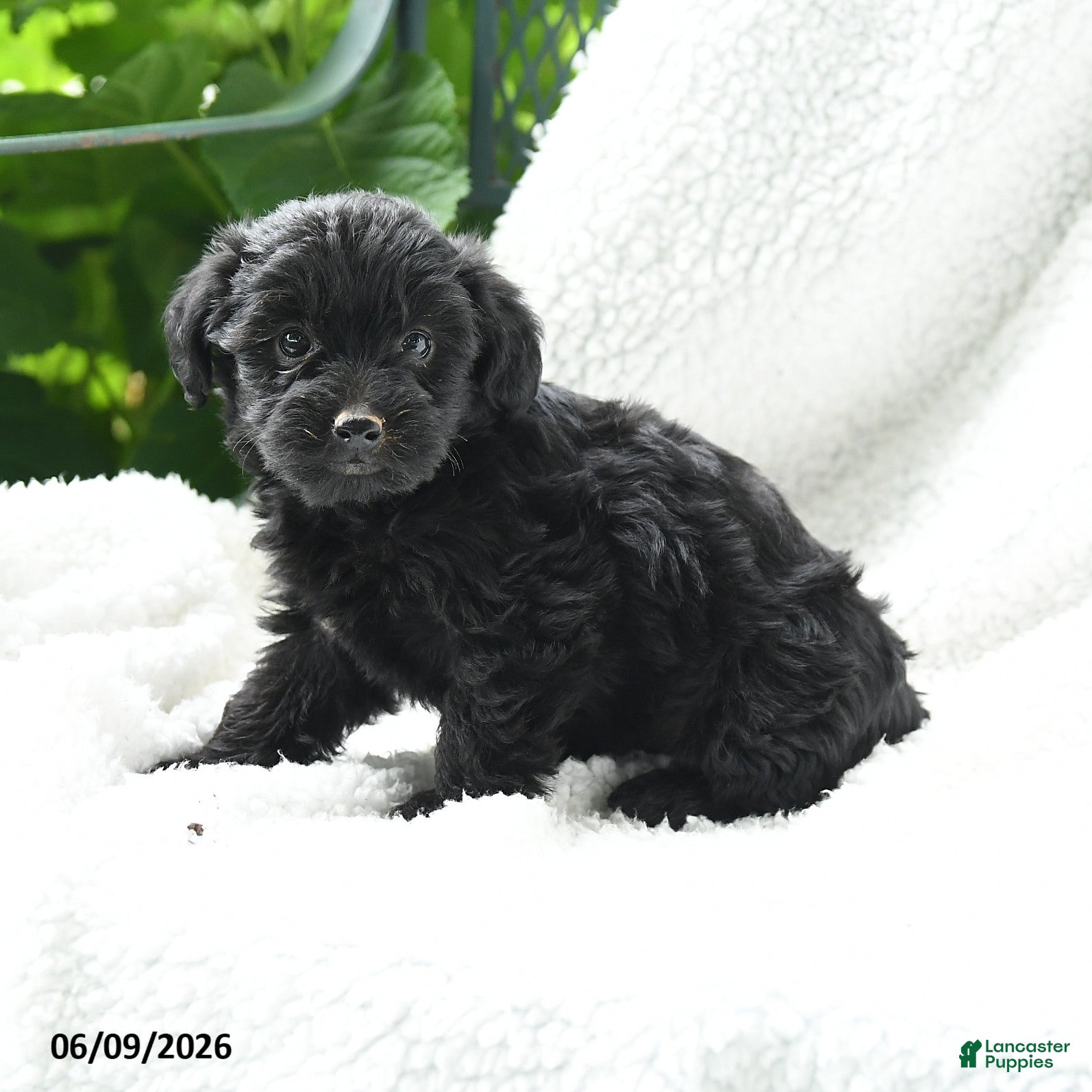 Yorkiepoo dogs Marcella - Ad 2