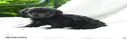 Yorkiepoo dogs for sale: Marcella - Ad 2