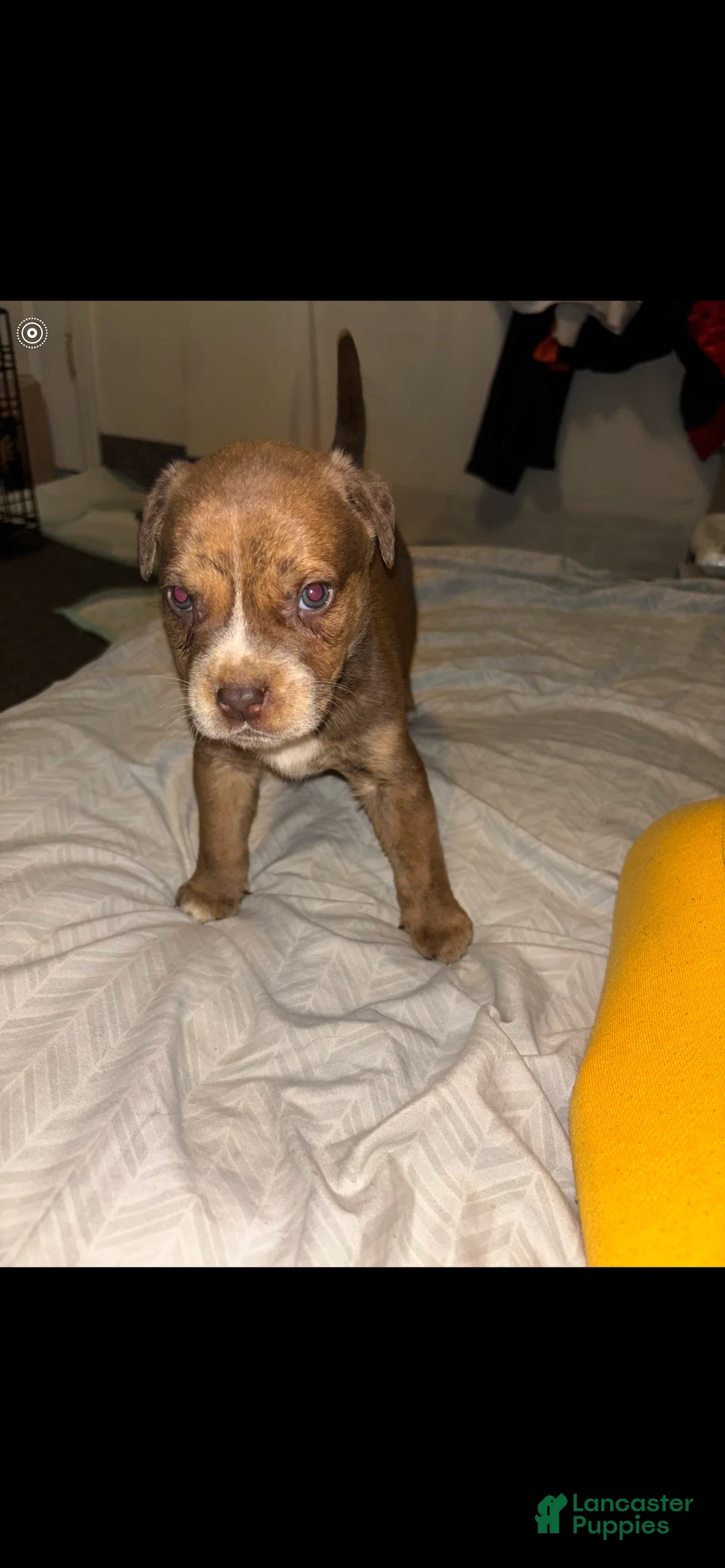 American Pit Bull Terrier dogs for sale: American Pit Bull Terrier Puppy 10 - Ad 1