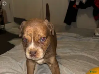 American Pit Bull Terrier dogs American Pit Bull Terrier Puppy 10 - Ad 21