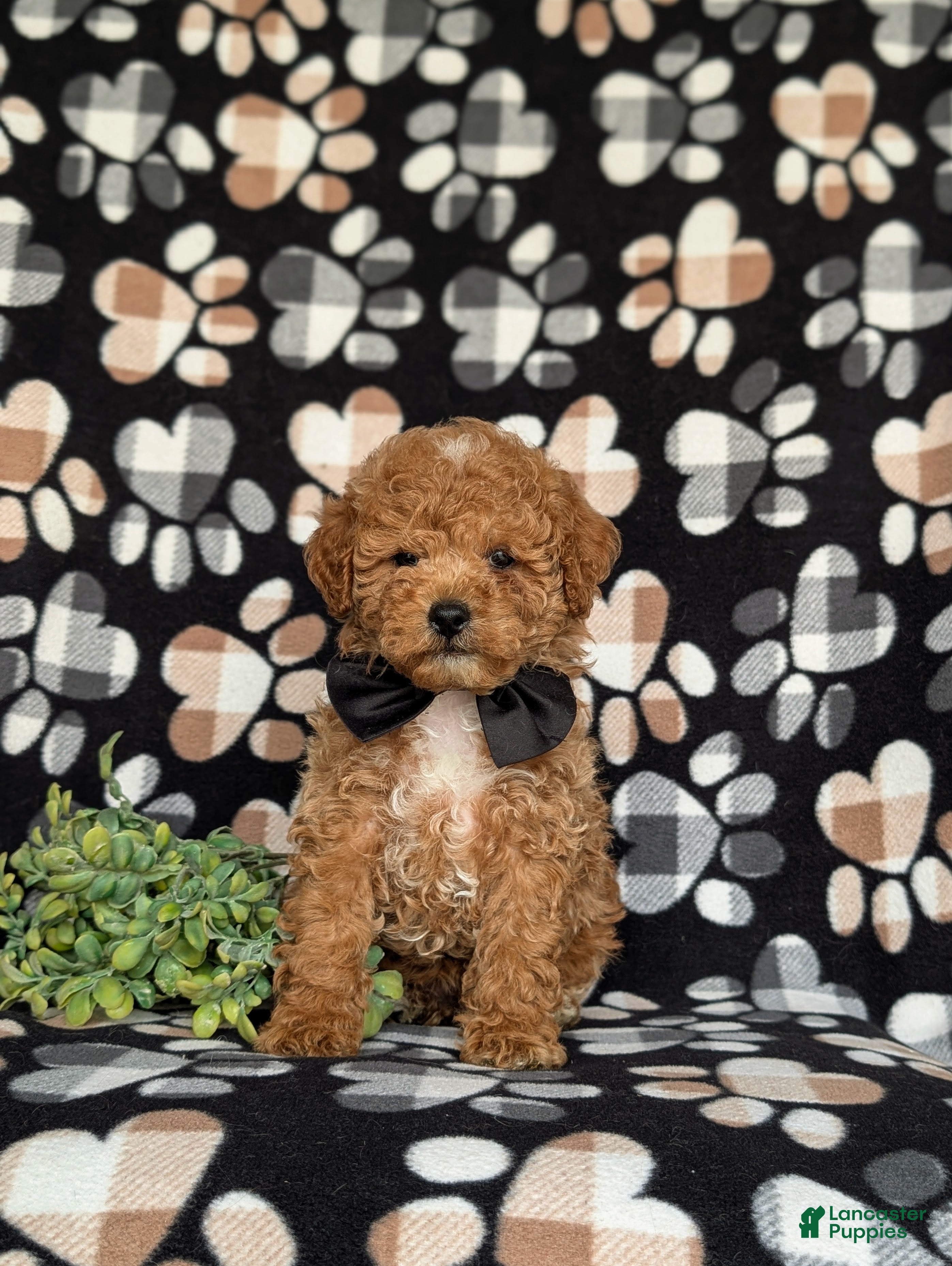 Miniature Poodle dogs for sale: Nyle - Ad 4