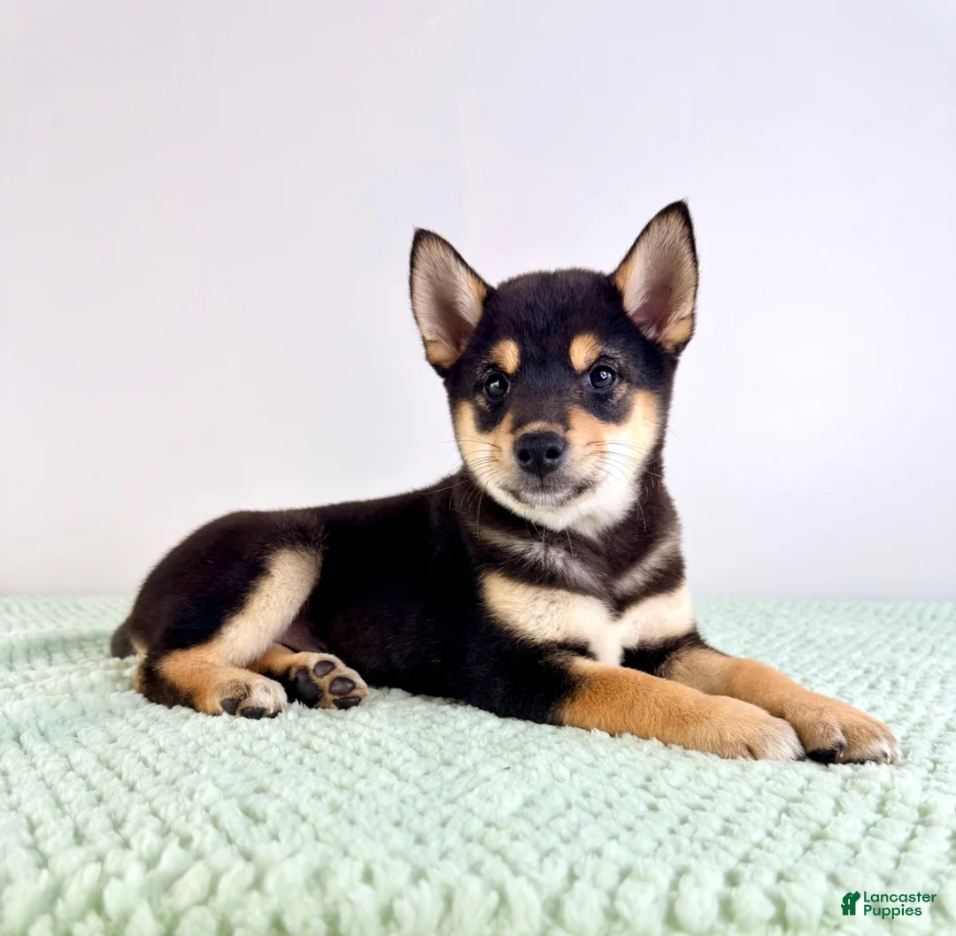 Shiba Inu dogs for sale: AKC Mushu - Ad 2