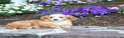Mini Bernedoodle dogs for sale: Penn - Ad 5