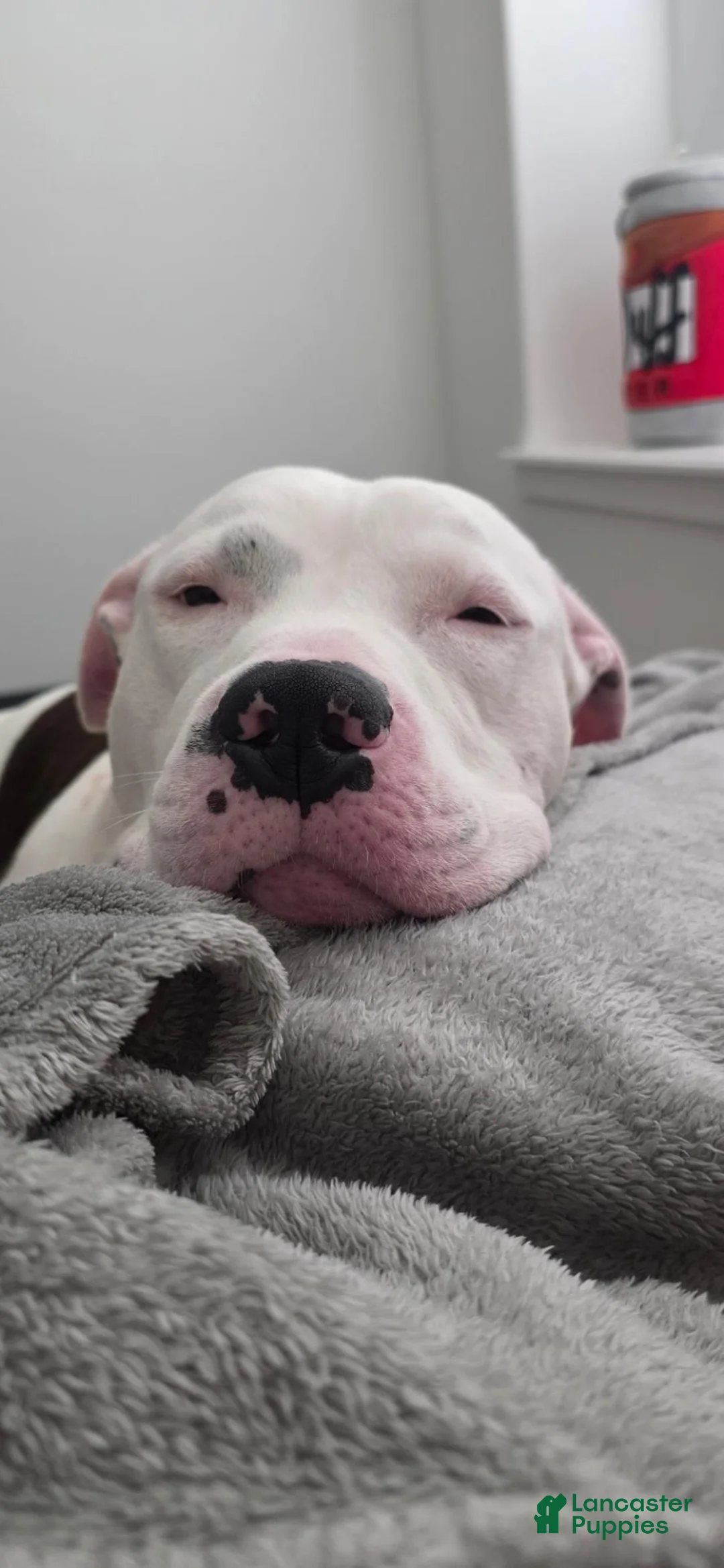 American Pit Bull Terrier dogs for sale: Patchez Luv Thanos 3Y - Ad 2