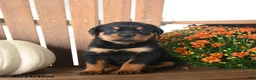Rottweiler dogs for sale: Pogo - Ad 3