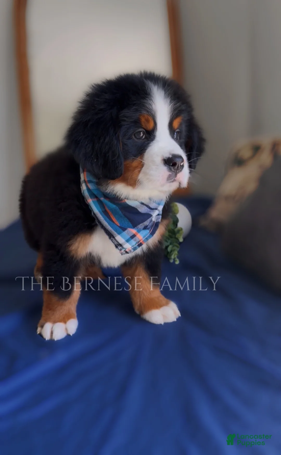 Bernese Mountain Dog dogs for sale: Chubs - Ad 4