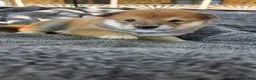Shiba Inu dogs for sale: Liberty Belle - Ad 9