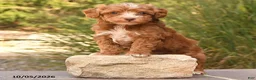 Cockapoo dogs for sale: Romeo - Ad 4