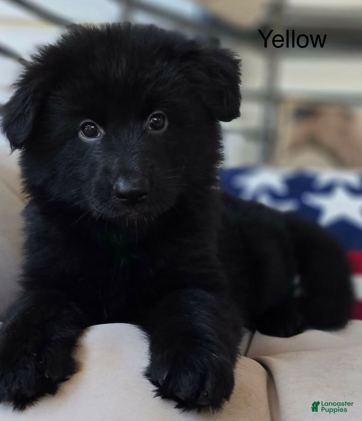 German Shepherd dogs yellow - Ad 1