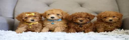 Toy Poodle dogs for sale: Chico - Ad 15