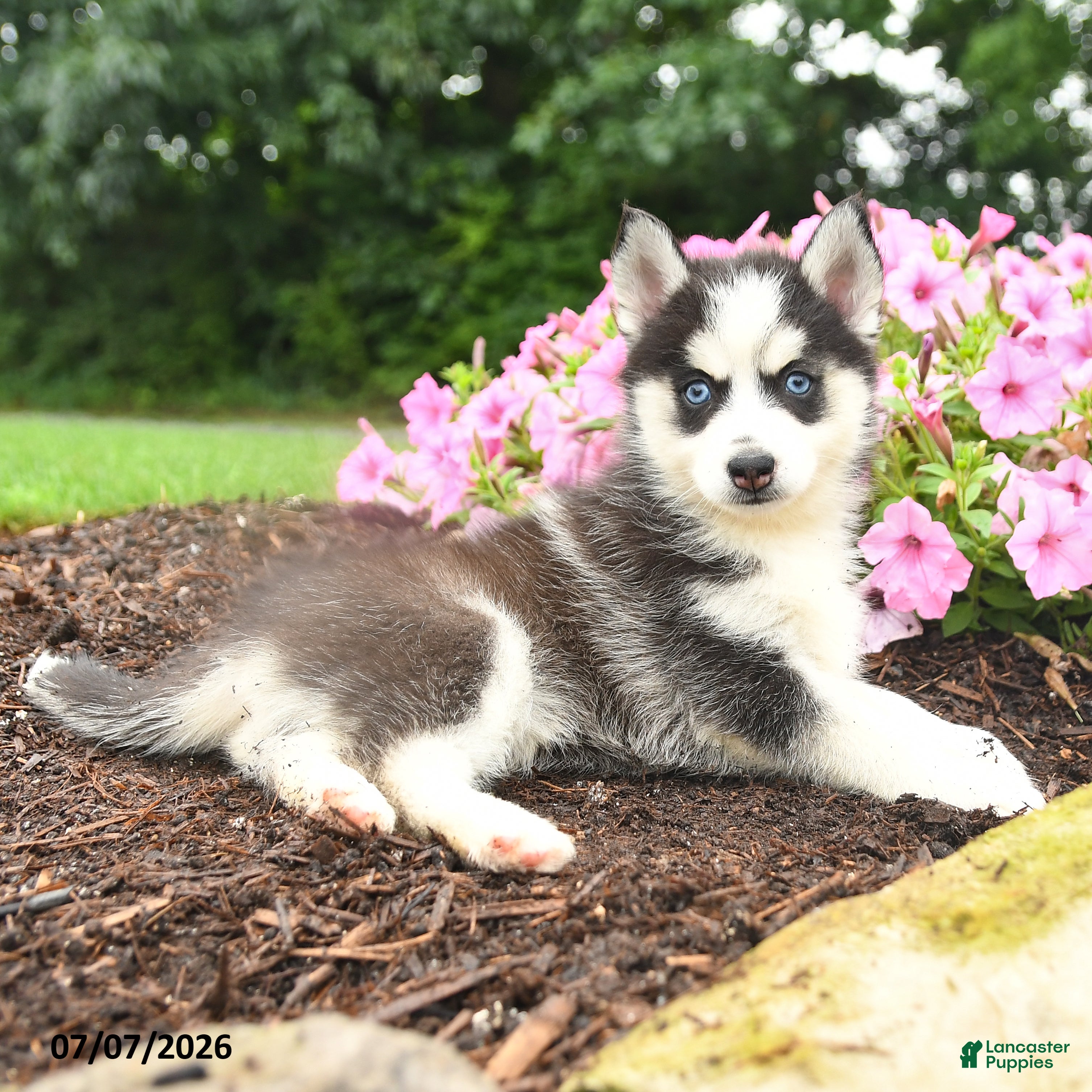 Pomsky dogs Erika - Ad 2