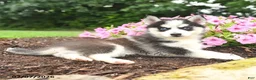 Pomsky dogs for sale: Erika - Ad 2