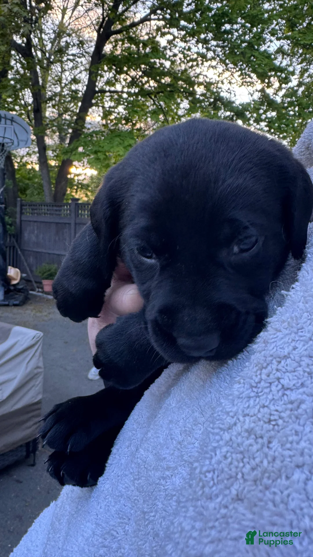 Labrador Retriever dogs for sale: Labrador Retriever Puppy 3 - RED - MALE  - Ad 1
