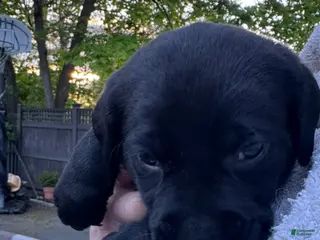 Labrador Retriever dogs for sale: Labrador Retriever Puppy 3 - RED - MALE - Ad 3