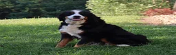 Bernese Mountain Dog dogs for sale: Maverick - Ad 11