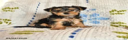 Yorkshire Terrier dogs for sale: Jewel - Ad 1