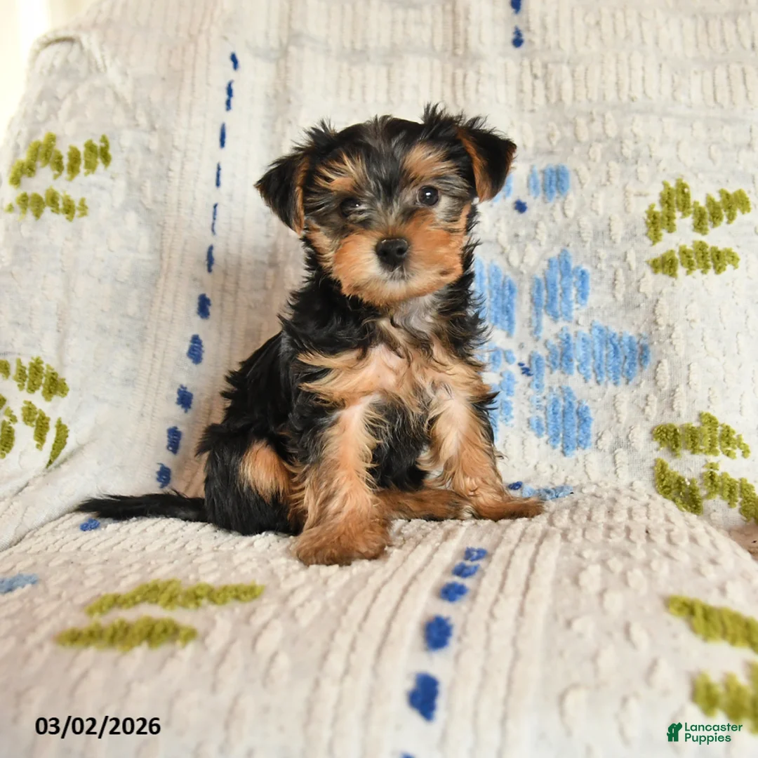 Yorkshire Terrier dogs for sale: Jewel - Ad 1