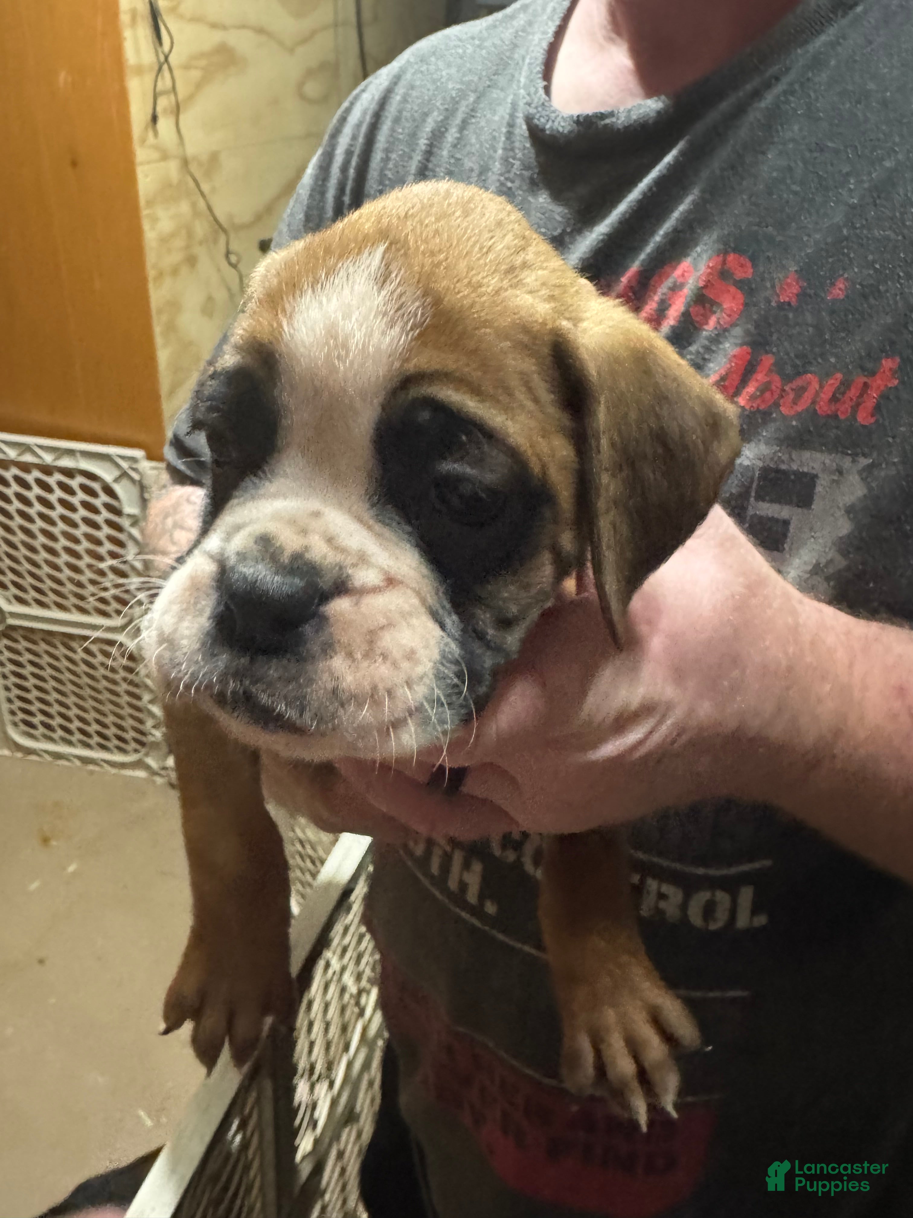 Boxer dogs Ava - Ad 16