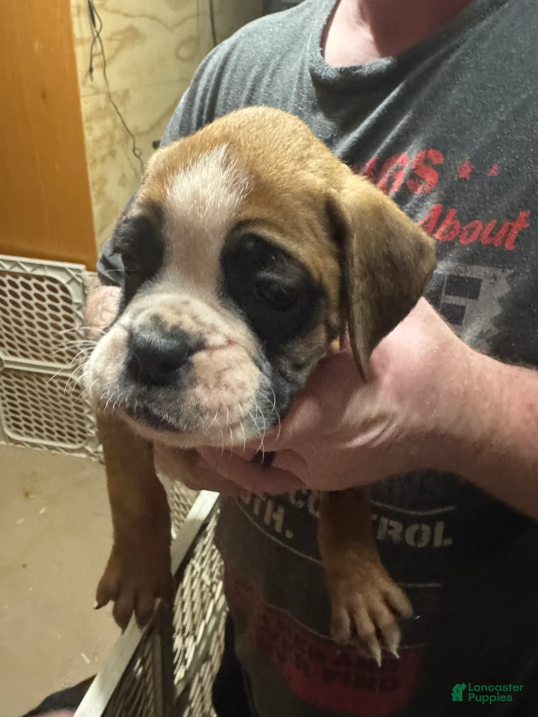 Boxer dogs for sale: Ava - Ad 1