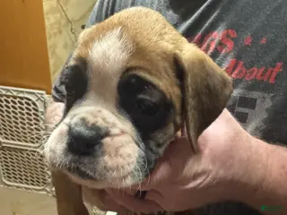 Boxer dogs Ava - Ad 16