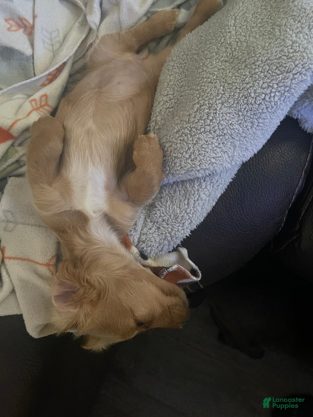 Miniature Dachshund dogs for sale: Debbie  - Ad 5