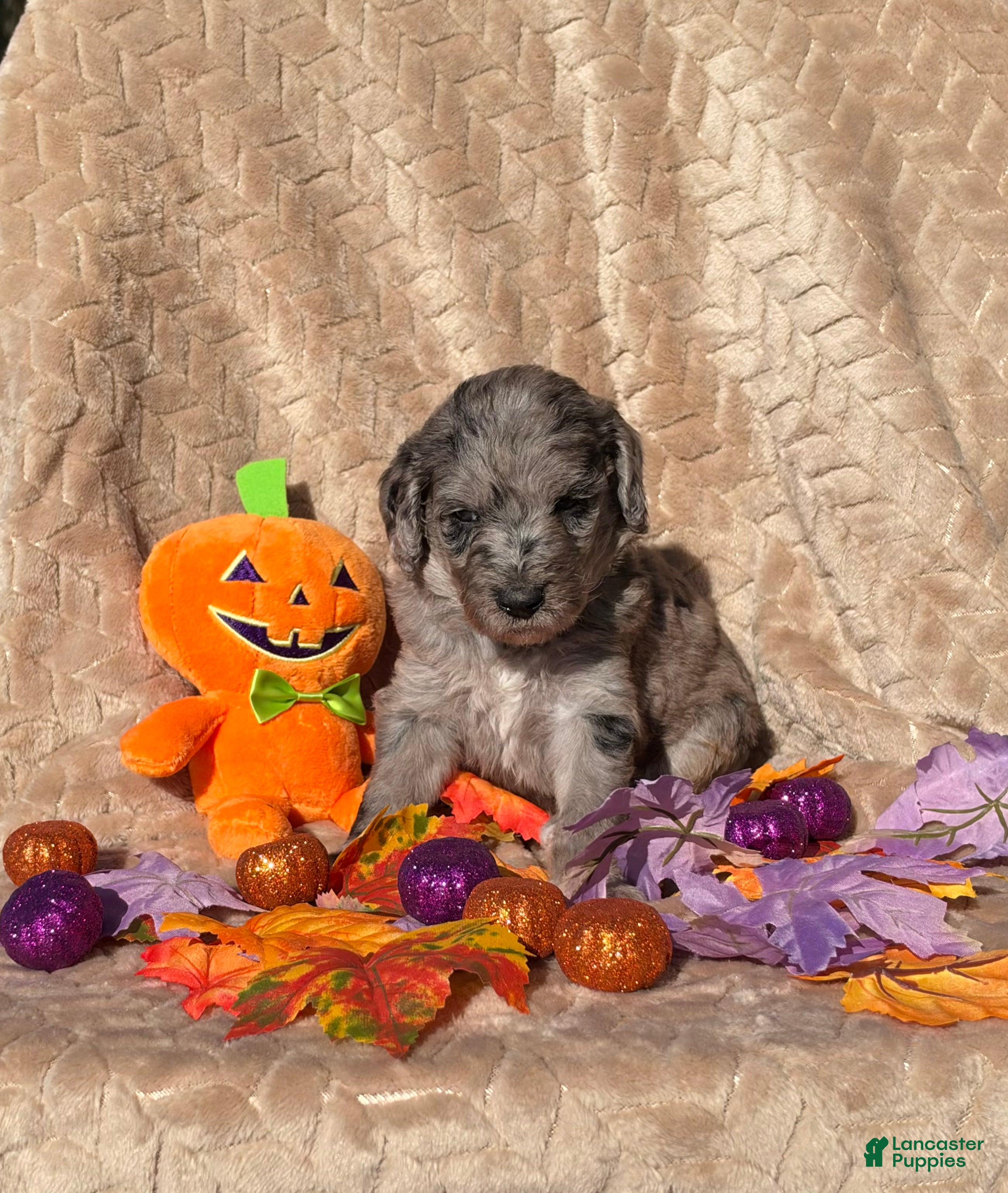 Labradoodle dogs for sale: Casper  - Ad 3