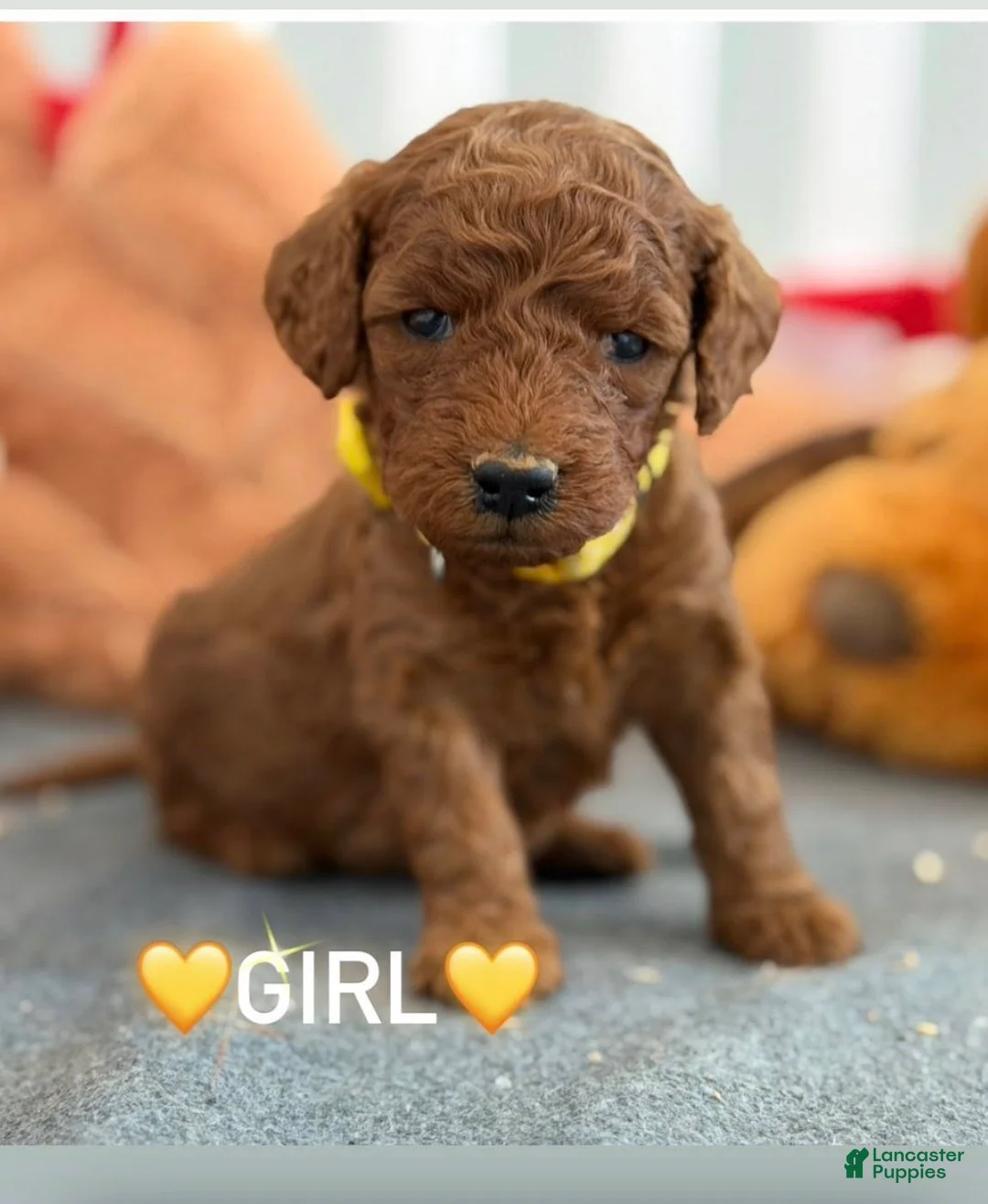 Mini Goldendoodle dogs for sale: YELLOW COLLAR - Ad 2