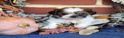 Shih Tzu dogs for sale: Biscuit - Ad 4