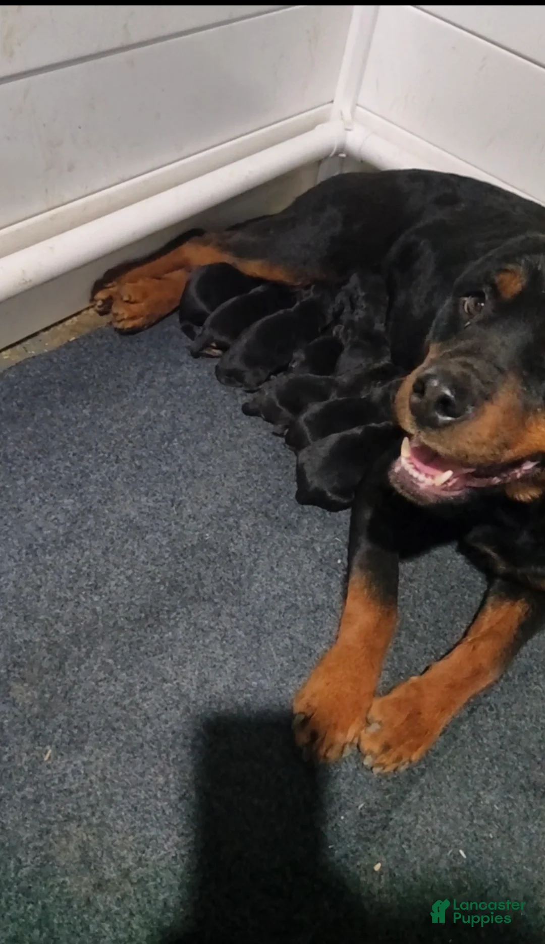 Rottweiler dogs for sale: Rottweiler Puppy 5 - Ad 2