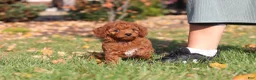 Cavapoo dogs for sale: Pearl - Ad 2