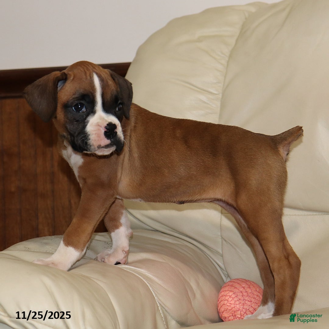 Boxer dogs for sale: Karla - Ad 7