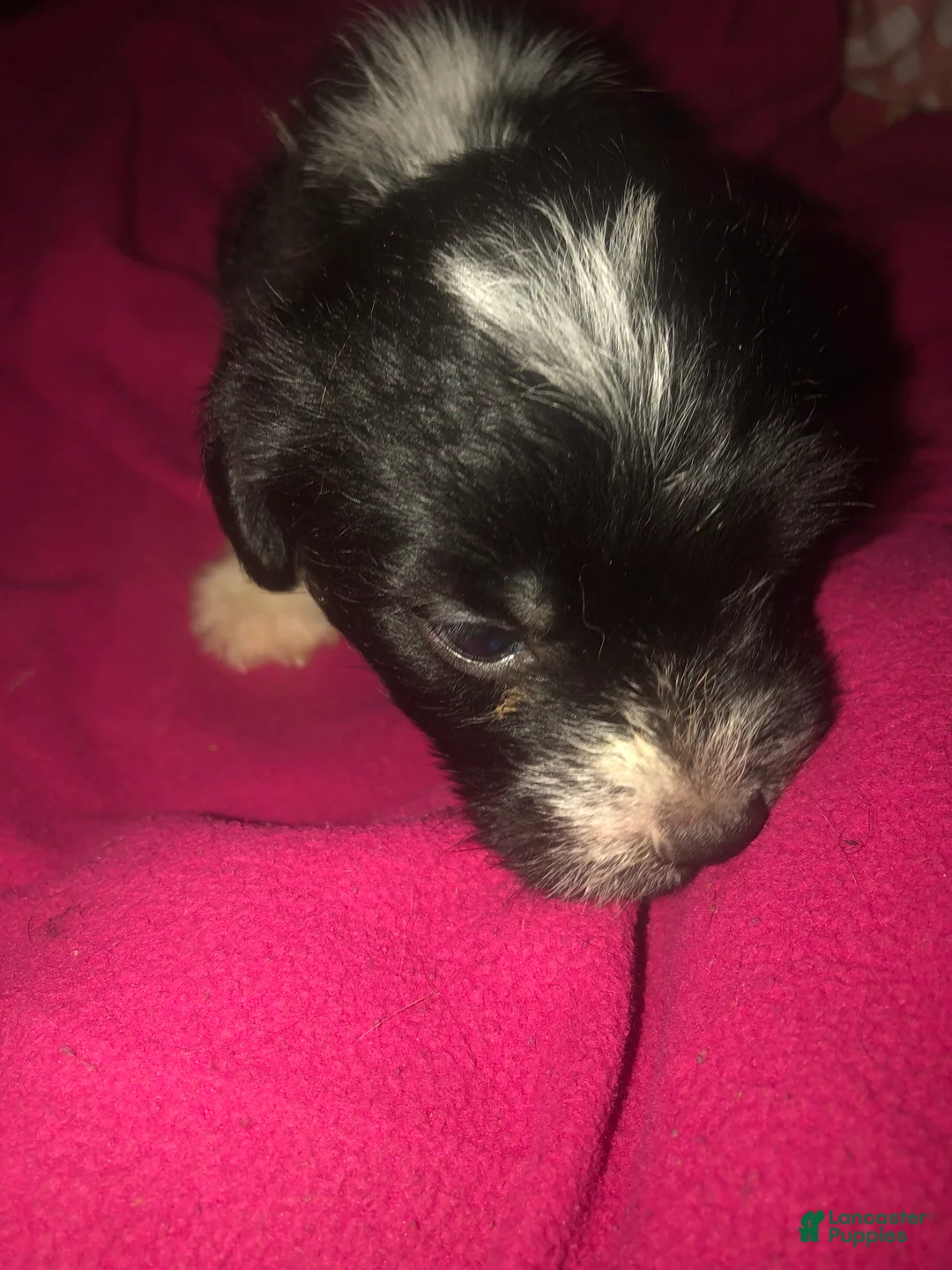 Mixed Breed dogs for sale: Handsome 😎 - Ad 2