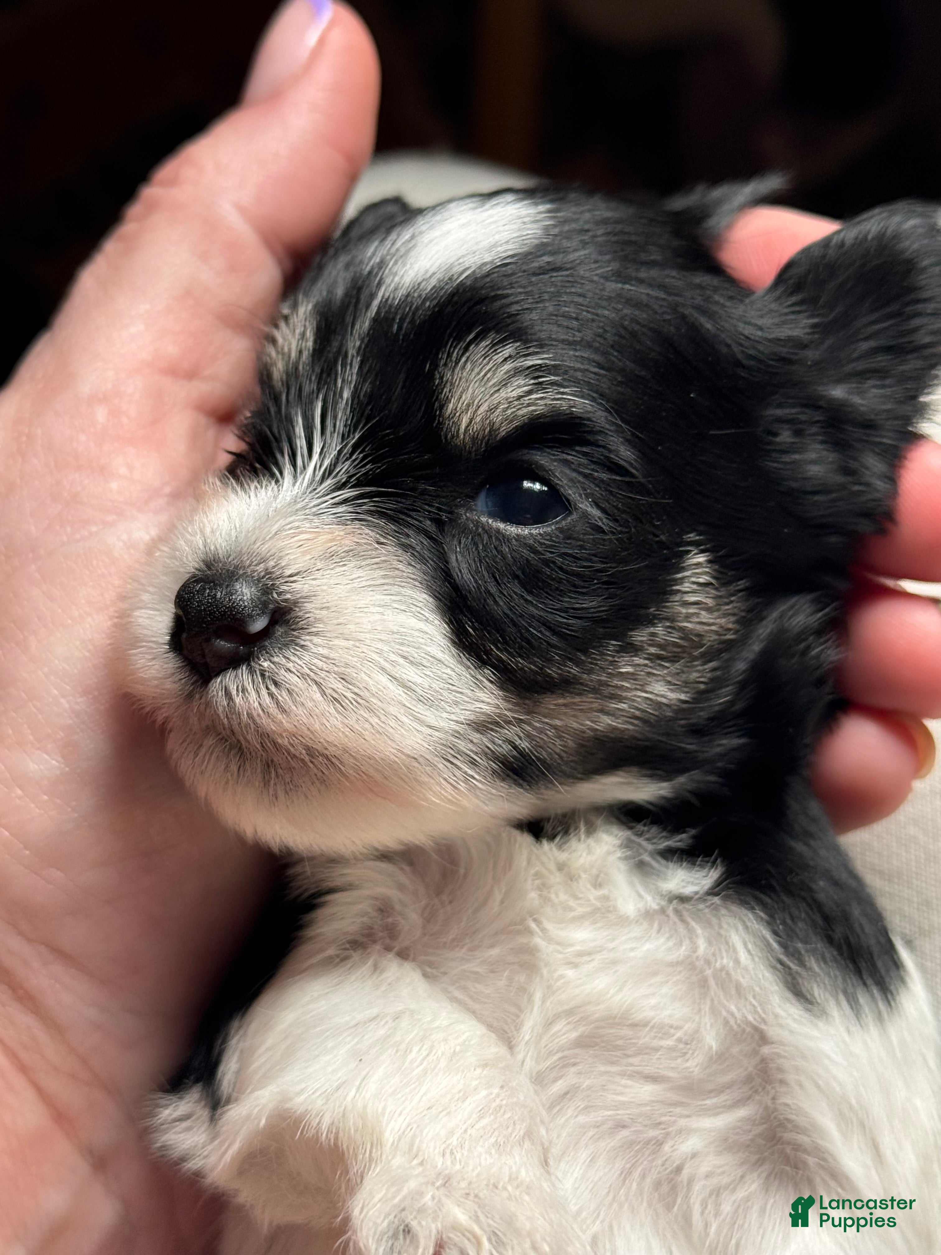 Miniature Schnauzer dogs Hoppy - Ad 2