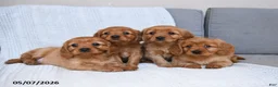 Miniature Golden Retriever dogs for sale: Bubbles - Ad 3