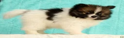 Pomeranian dogs for sale: Michael - Ad 7