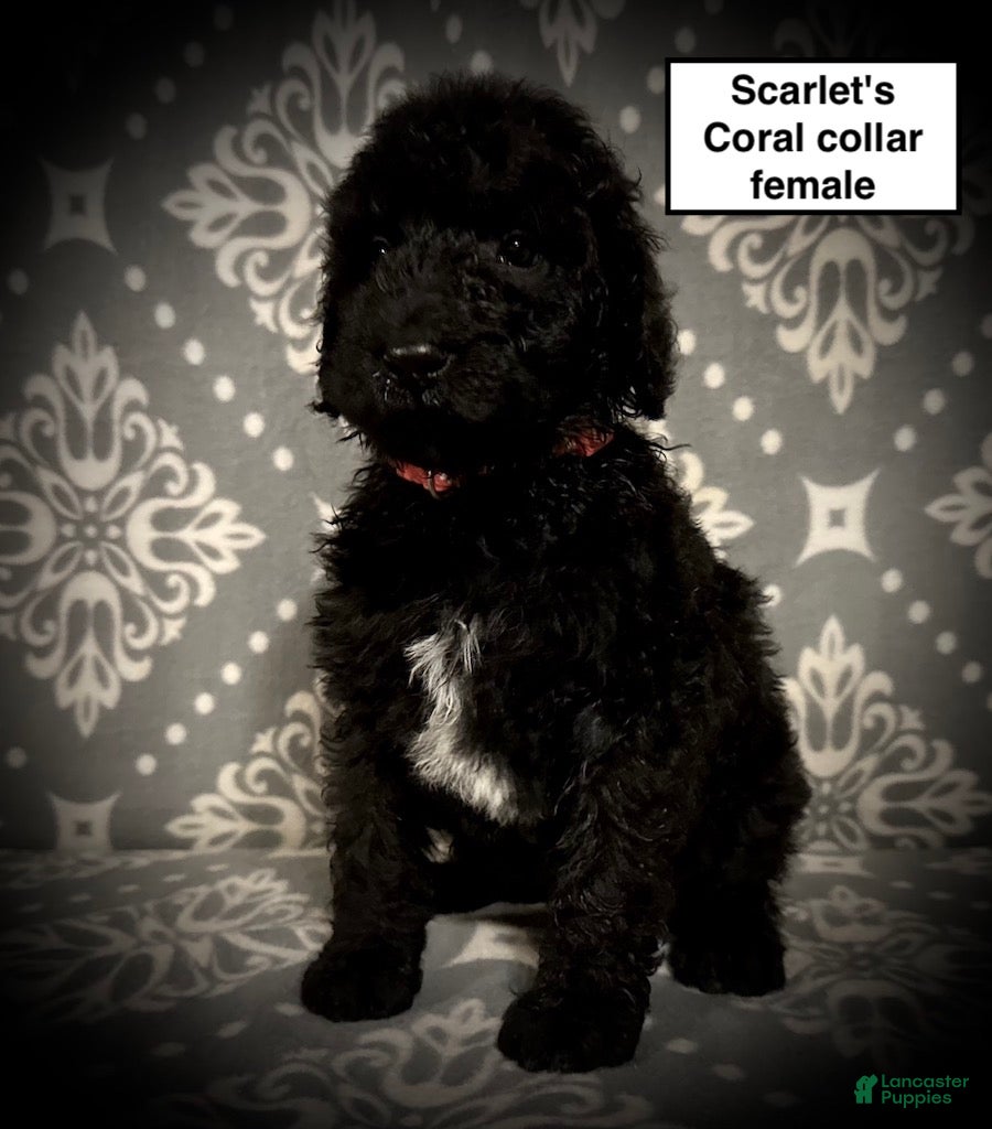 Standard Poodle dogs AKC Scarlet's Coral Collar Female - Ad 7