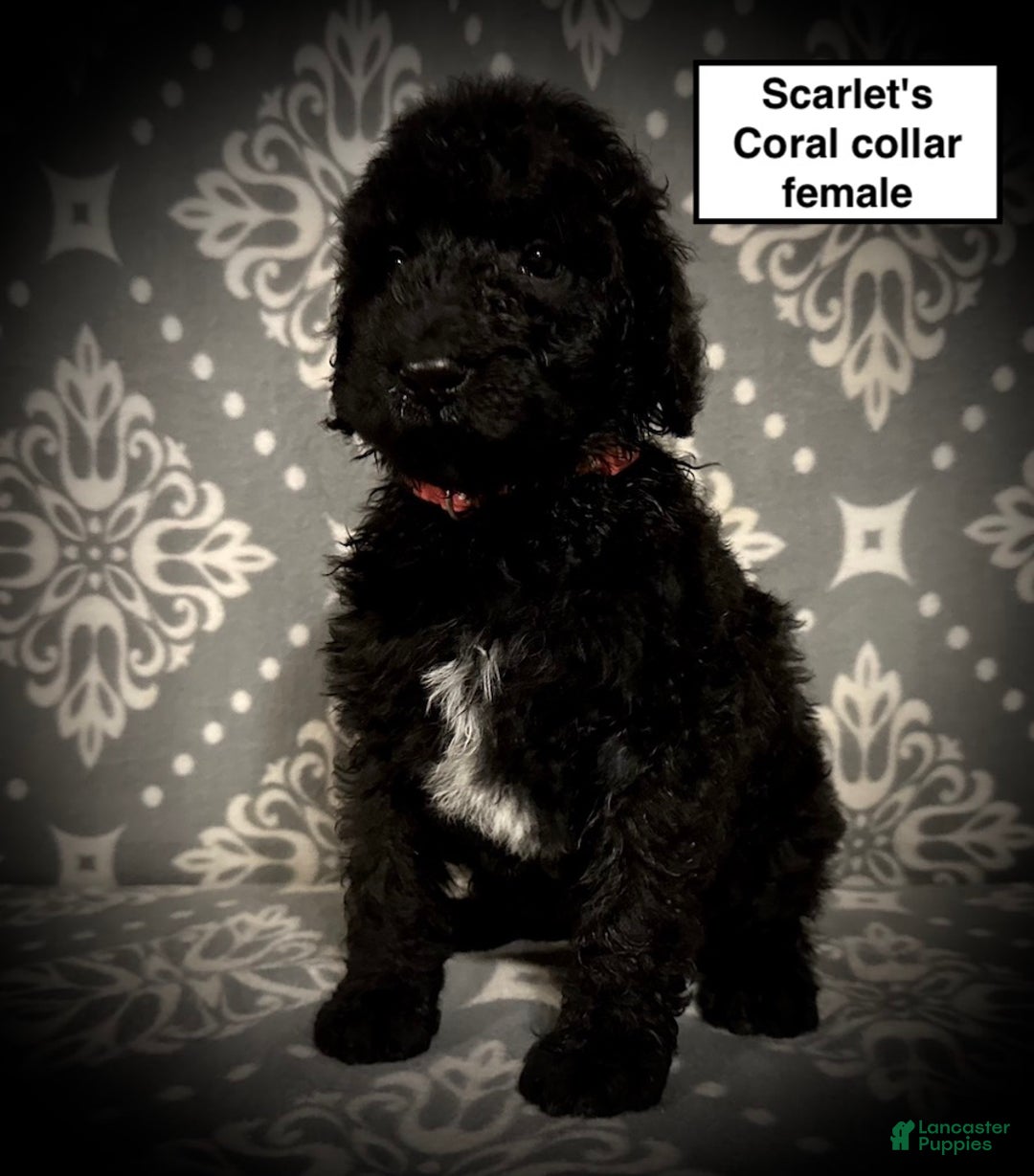 Standard Poodle dogs for sale: AKC Scarlet's Coral Collar Female - Ad 1