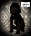 AKC Scarlet's Coral Collar Female