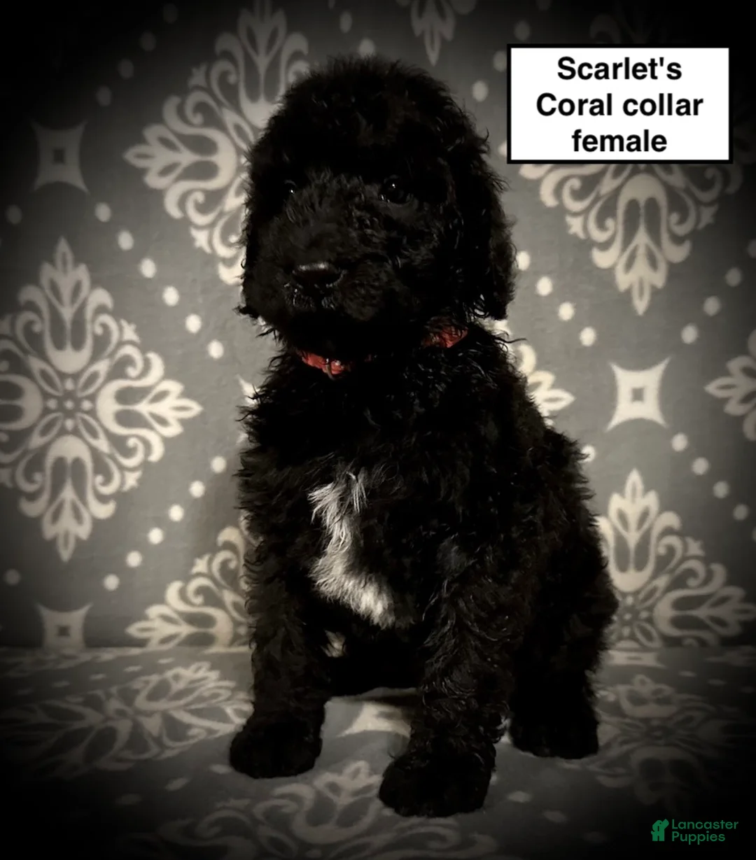 Standard Poodle dogs for sale: AKC Scarlet's Coral Collar Female - Ad 1